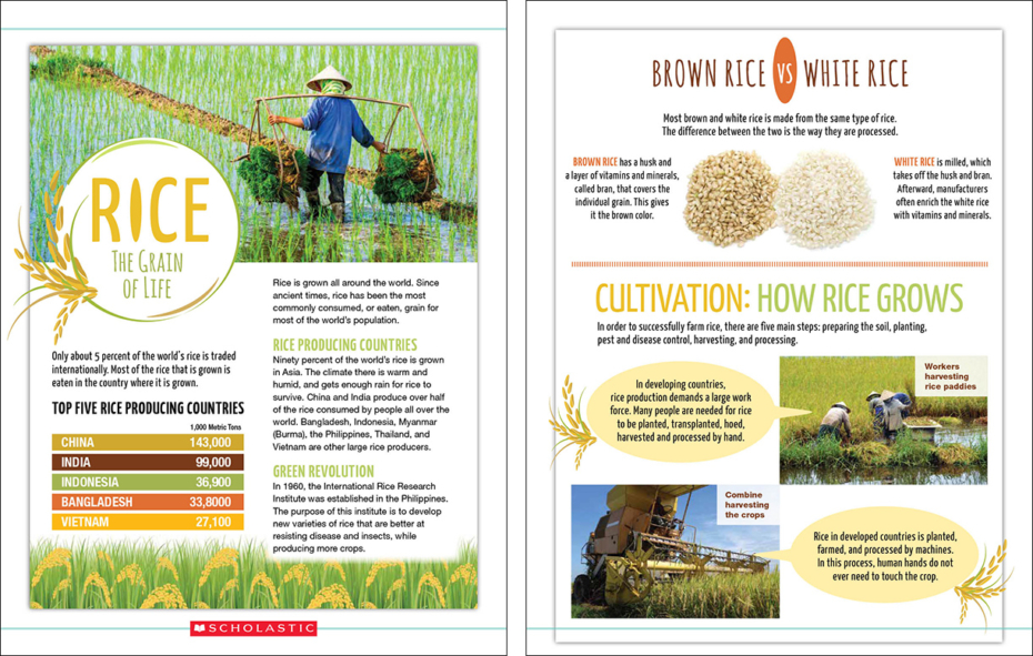 Guided Reading Text Card: Rice, The Grain of Life